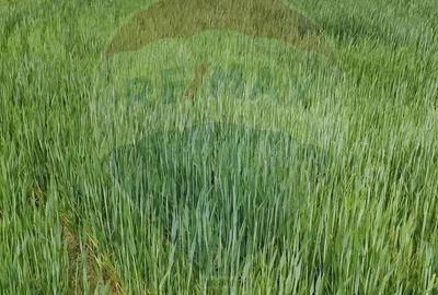 Teren intravilan Ulmeni ! - 1