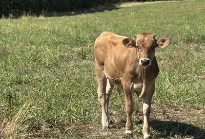 Teren în Central - 6