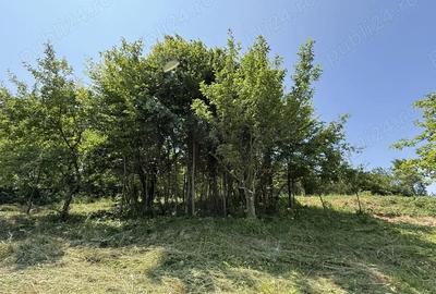 Teren de 2294 mp, în Joia Mare - 4