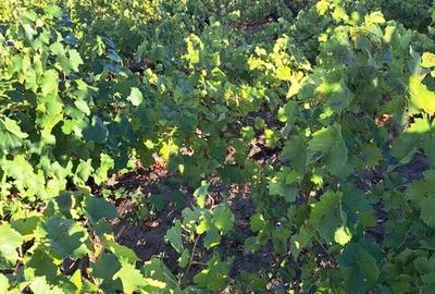 Galati, 1 ha vita de vie si casa 3 cam, pretabil amenajare turism viticol - 10