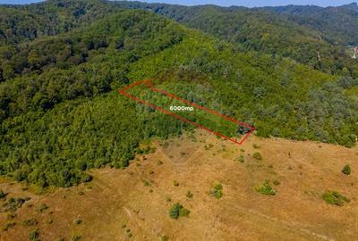 Teren de 6000 mp, în Crizbav - 8