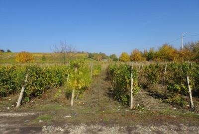 Teren de 2600 mp, în Drăgășani - 10