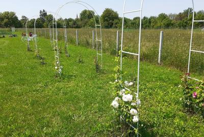 Teren de 1500 mp, în Șomcuta Mare - 15