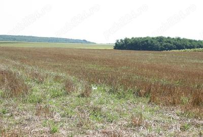Belciugatele - langa Complexul Valea Iazurilor, 19720 mp. teren intravilan, deschidere la balta - 4