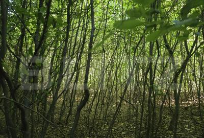 Teren de 524 mp la liziera padurii Faget - 6