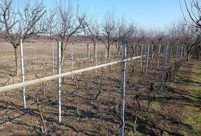 Casă cu 4 camere în Viile Satu Mare - 3