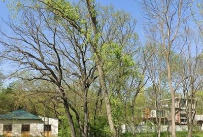 Teren intravilan 507 mp | Valu lui Traian | P+4E | Forest M - 4