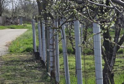 Teren Construcții intravilan de 1300 mp, în Curtișoara - 6