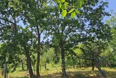 Teren de 572 mp, în Băicoi - 9