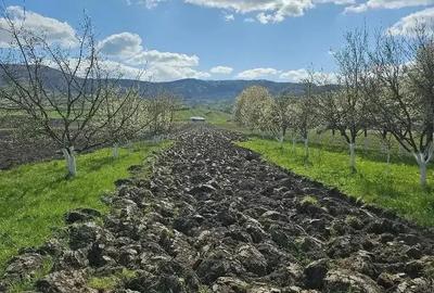 Teren de 5000 mp, în Arcalia - 3