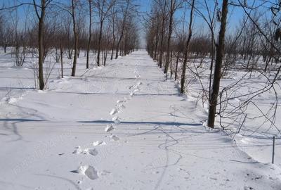 Teren în Gheorghe Lazăr - 4