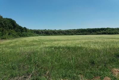Teren intravilan inconjurat de padure - Ciofliceni, Snagov - 5