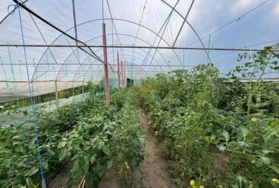 Casa 4 camere, anexe, recent renovata, foisor, teren 781mp, Izvoru, DB - 8