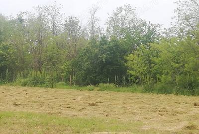 Casă cu 1 camere cu Teren 2500 Mp în Radu Vodă - 4