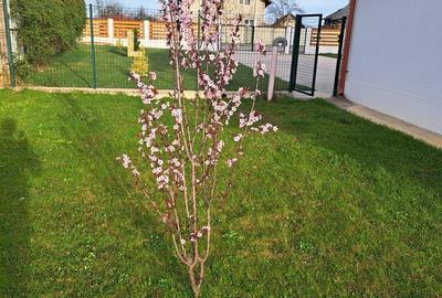 Casă cu 4 camere în Cuca - 3