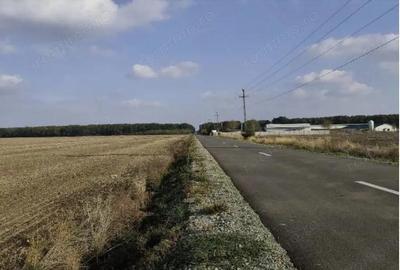 Teren extravilan Varvoru de Jos, jud Dolj - 4