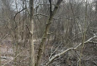 Teren de 868 mp, în Cicârlău - 3