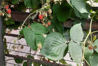 Apartament cu 2 camere decomandat în Sisești