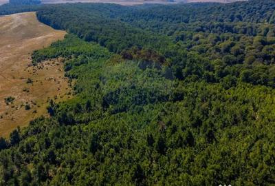 Teren de 6000 mp, în Crizbav - 3