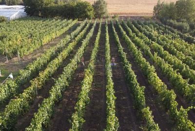 Teren intravilan Tecuci/Podgorie si Pomi Fructiferi/5000 mp - 9