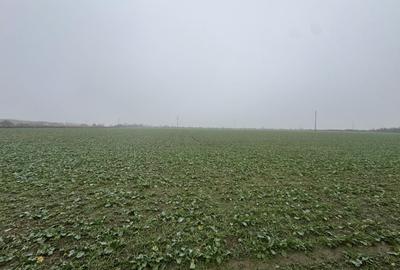 Teren Construcții intravilan de 7473 mp, în Freidorf - 2