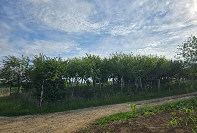Teren de 2834 mp, în Fegernic - 6