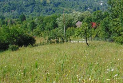 Teren de 2727 mp, în Provița de Jos - 2
