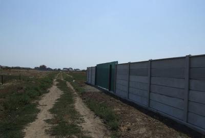 Domnesti-Ciocarliei(Afinului-Fragilor). - 5