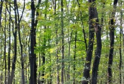 Teren de 3387 mp, în Făget - 6