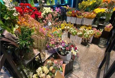 Afacere la cheie - Florarie cu traditie, pozitionata central - 3