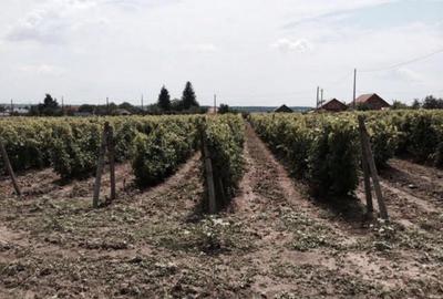 Teren de vanzre in Pitesti 53.000 mp + Conac Boieresc - 2