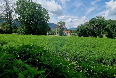 Teren 2743 mp, 2 fronturi, asfalt - Viisoara, Neamt - 4