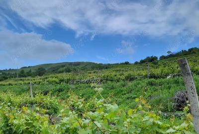 Casă cu 6 camere cu Teren 23000 Mp în Horodiștea - 5