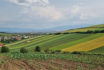 Teren agricol extravilan de 5000 mp, în Șura Mare - 2