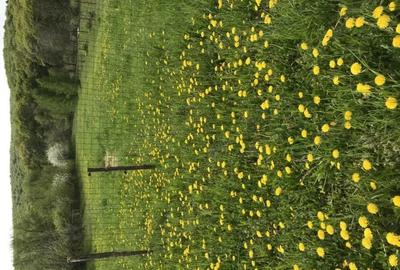 Casa Individuala cu teren de 2800 mp Ozun - 5