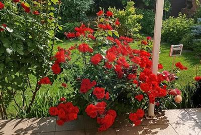 Casă / Vilă cu 8 camere de vânzare în zona Central - 53