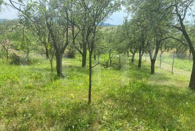 Teren intravilan 2774 mp, zona Dobrogeanu Gherea - 2