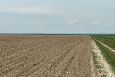 Teren agricol extravilan de 100000 mp, în Central - 1