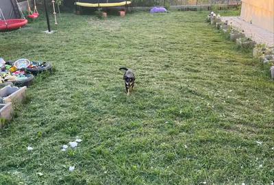 Casă cu 2 camere în Sic - 4