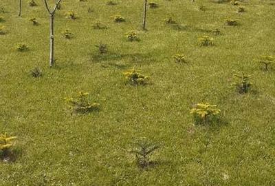 Cabana cu teren la munte - 6