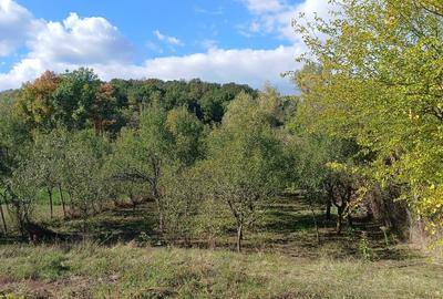 Teren intravilan Teslui - 1