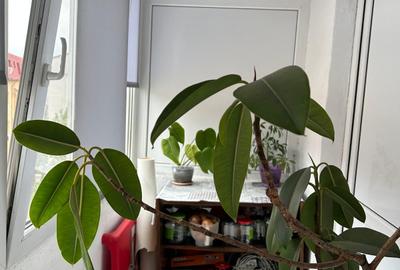 Apartament cu 3 camere în Inel I - 4