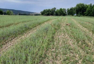 Teren extravilan de vanzare, 4900 mp, Bolde?ti Scaieni - 7