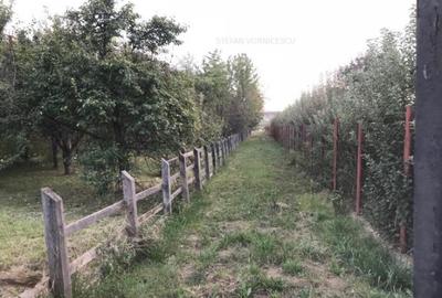 Teren de 500 mp, în Podu Iloaiei - 5