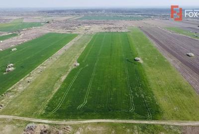 Teren agricol extravilan de 10000 mp, în Giroc