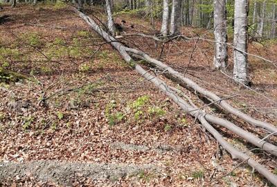 Teren agricol extravilan de 22000 mp, în Valea Doftanei - 4