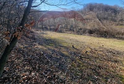 Teren Construcții intravilan de 4985 mp, în Sascut - 10