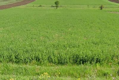 Teren de 2000 mp, în Băișoara - 2