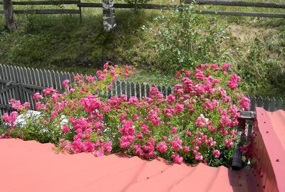 Casă cu 4 camere cu Teren 1000 Mp în Vatra Dornei - 1