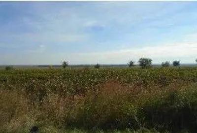 Teren de 6558 mp, în Obrejița